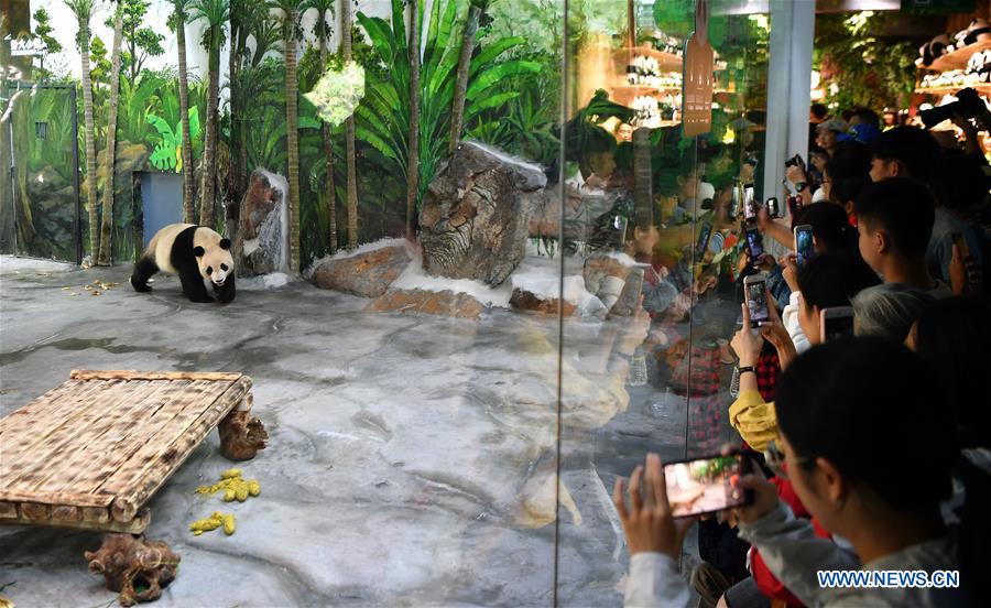 CHINA-HAINAN-GIANT PANDAS-PUBLIC DEBUT (CN)