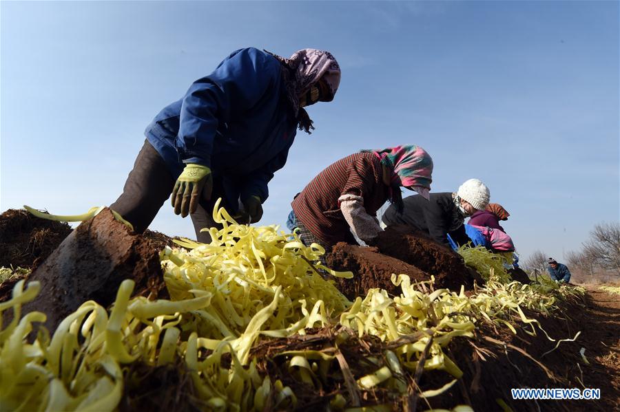 CHINA-GANSU-CHIVE-HARVEST (CN)