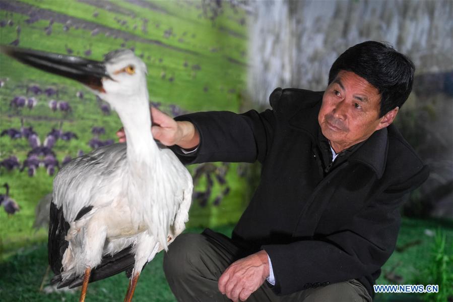 CHINA-ANHUI-MIGRANT BIRD-PROTECTOR (CN)