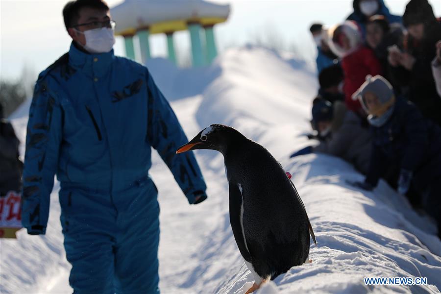 CHINA-HEILONGJIANG-HARBIN-PENGUIN (CN)