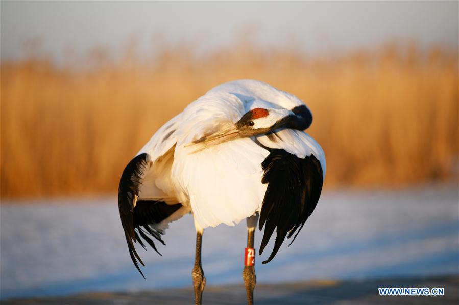 CHINA-HEILONGJIANG-RED-CROWNED CRANES (CN)