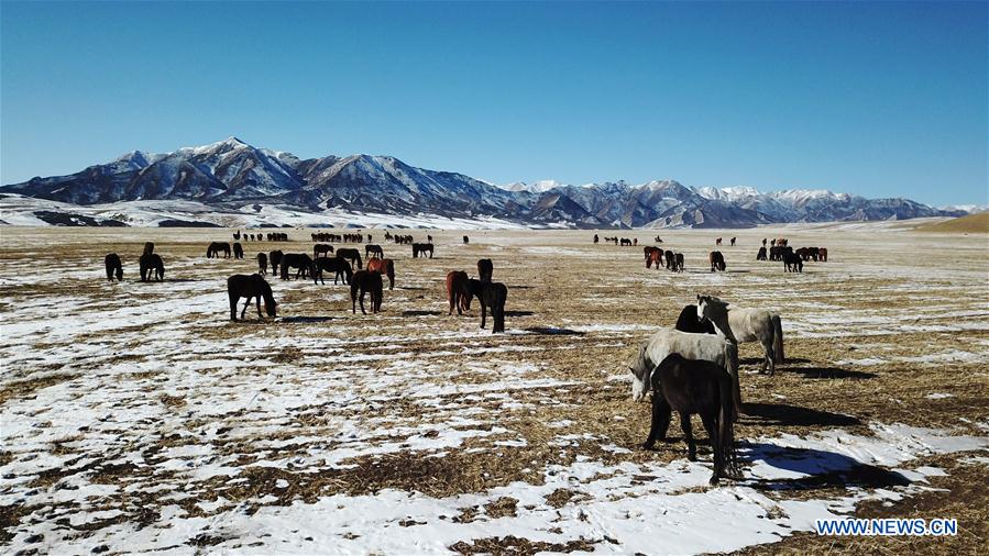 CHINA-GANSU-SHANDAN RANCH-HORSE (CN)