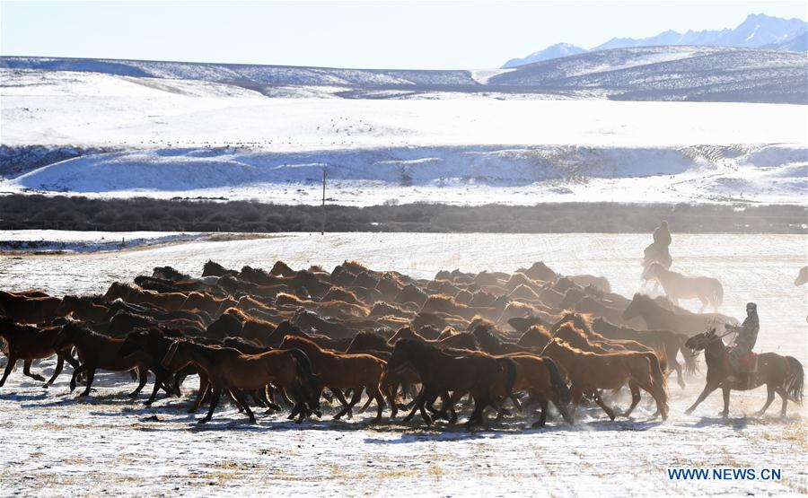 CHINA-GANSU-SHANDAN RANCH-HORSE (CN)