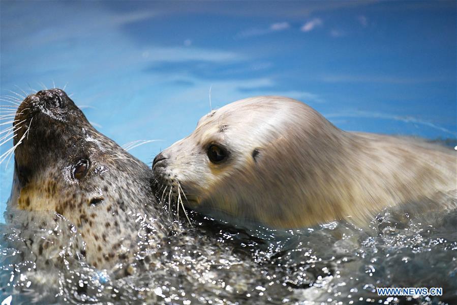 CHINA-HARBIN-SEAL (CN)