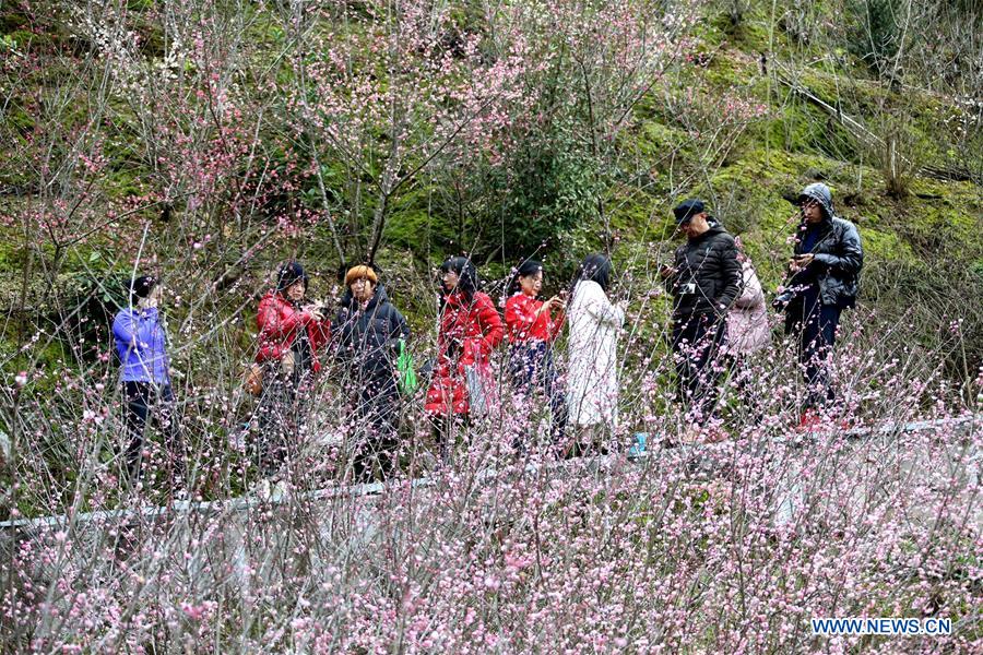 #CHINA-ANHUI-SCENERY-PLUM (CN)