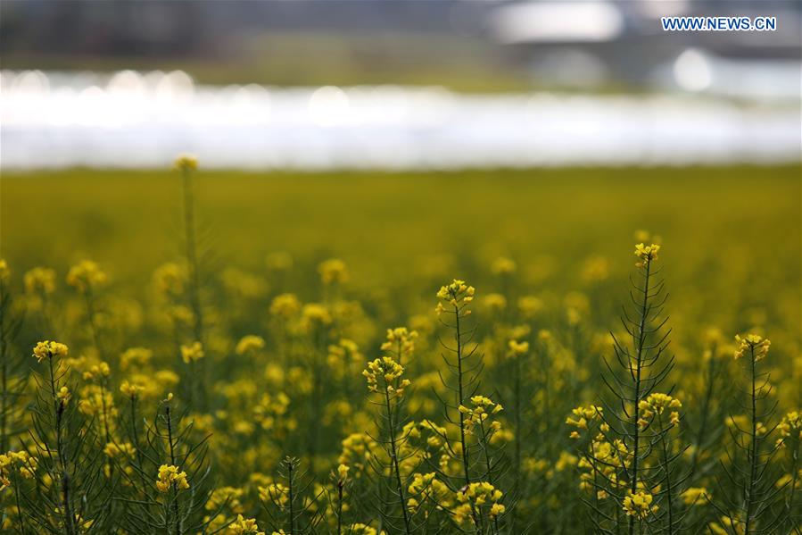 CHINA-SICHUAN-MIYI COUNTY-COLE FLOWERS (CN)