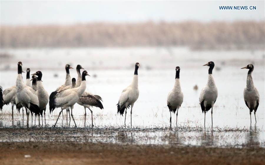 #CHINA-GUIZHOU-WEINING-BLACK-NECKED CRANES (CN*)