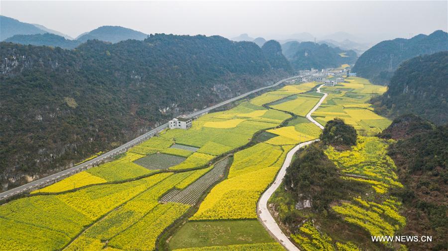 CHINA-GUIZHOU-COLE FLOWER(CN)