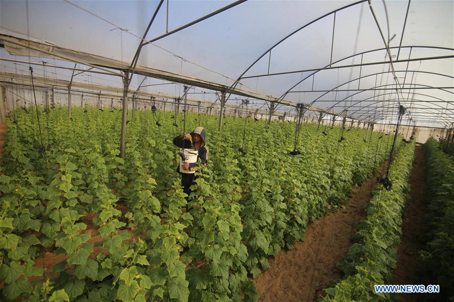 MIDEAST-GAZA-FARM-DAILY-LIFE