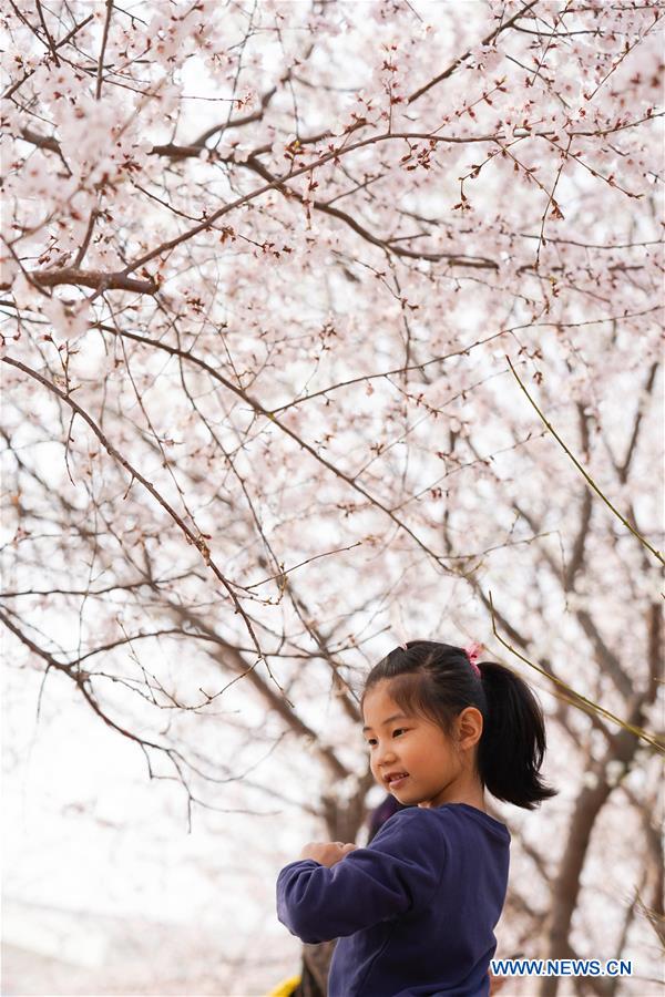 CHINA-BEIJING-YUYUANTAN PARK-CHERRY BLOSSOM (CN)