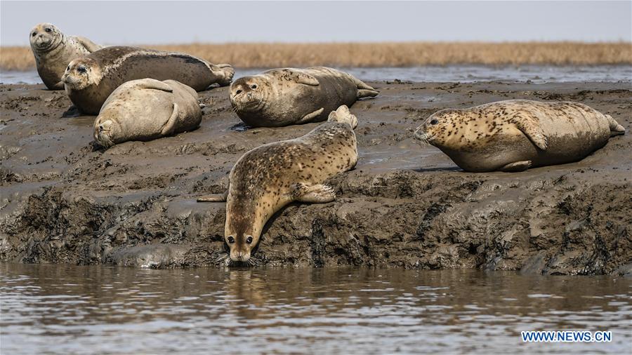 CHINA-LIAONING-PANJIN-SPOTTED SEALS (CN)