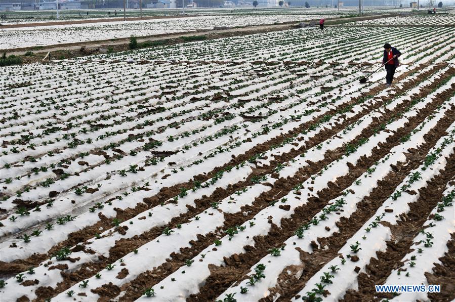 #CHINA-SPRING-FARM WORK (CN)