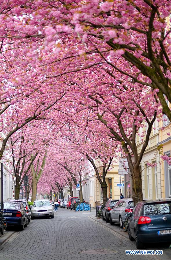 GERMANY-BONN-CHERRY BLOSSOM