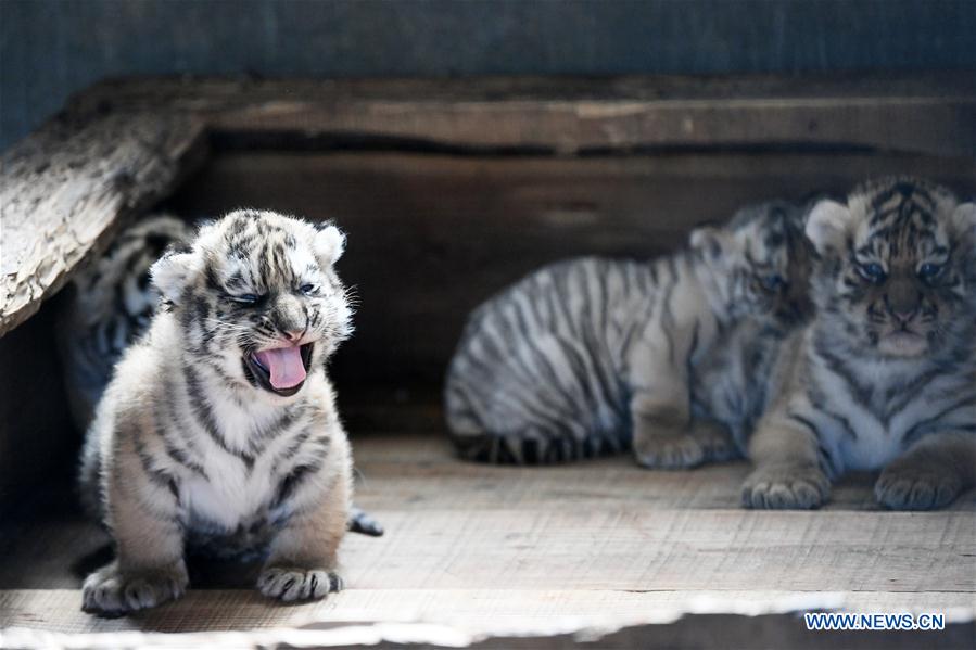 CHINA-HEILONGJIANG-HAILIN-TIGER CUBS (CN)