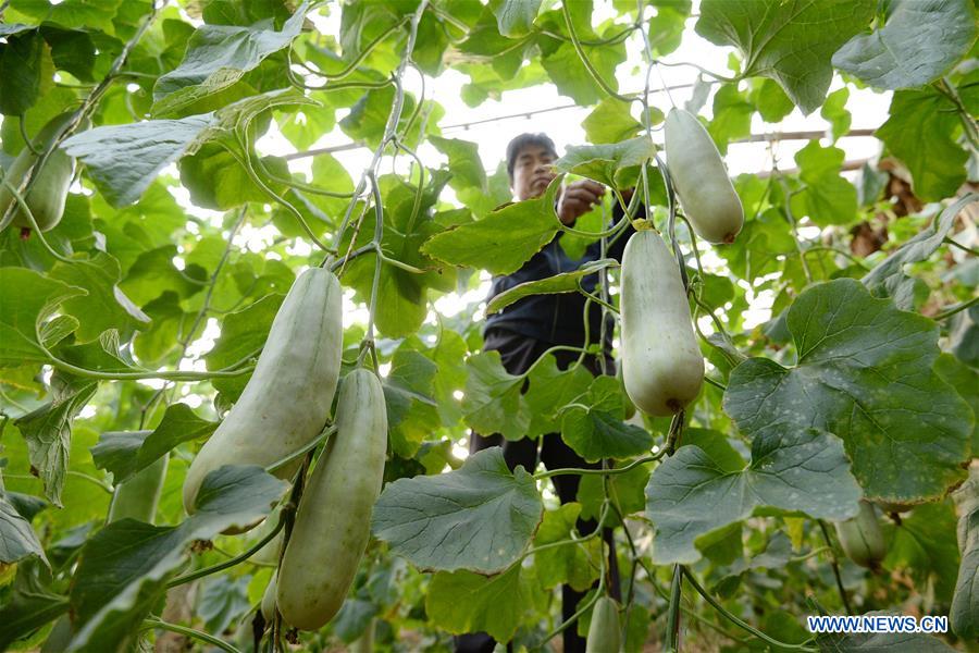 #CHINA-AGRICULTURE-FARM WORK (CN)