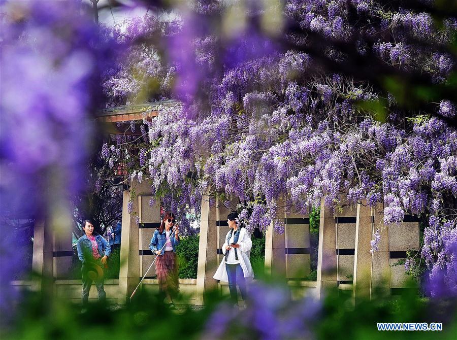 #CHINA-SHANDONG-WISTARIA-SCENERY (CN)