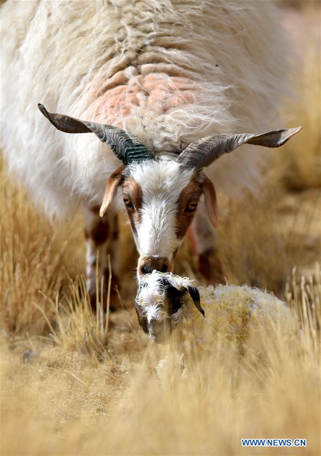 (InTibet)CHINA-TIBET-NAM CO-SHEEP-BIRTH SEASON (CN)