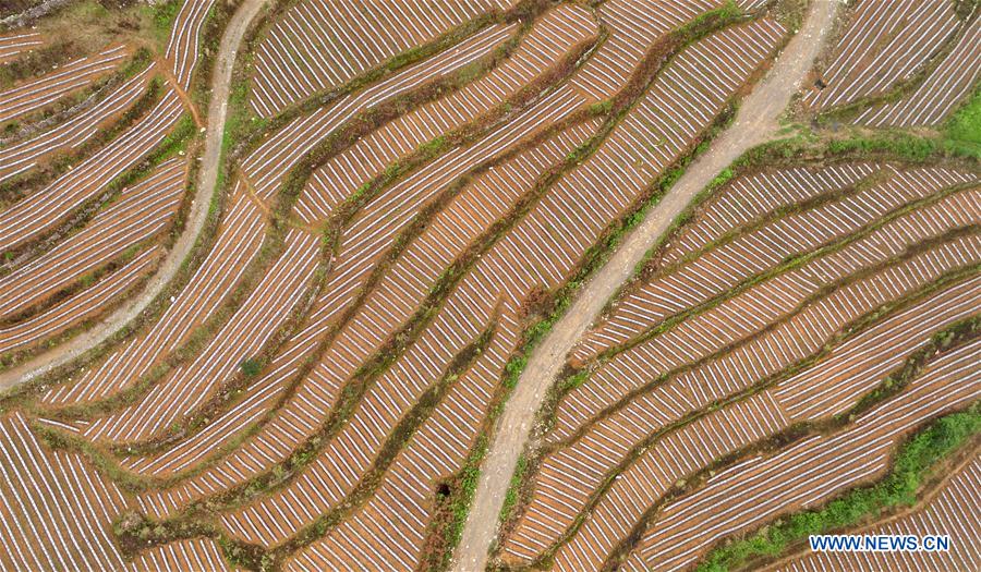 #CHINA-HUBEI-XUAN'EN-TERRACED FIELD (CN)