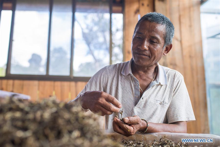 CHINA-YUNNAN-BULANG MOUNTAIN-TEA INDUSTRY (CN)