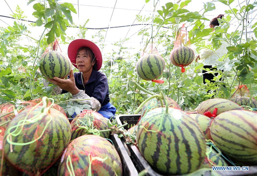 CHINA-GUIZHOU-SUMMER-HARVEST (CN)