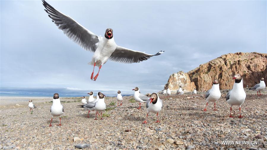 CHINA-TIBET-NAM CO-GULLS(CN)