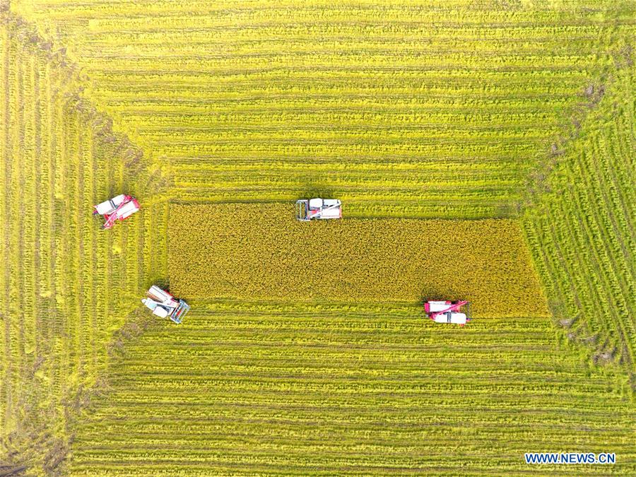 (EcoChina)CHINA-HORTICULTURAL EXPO-HUNAN (CN)