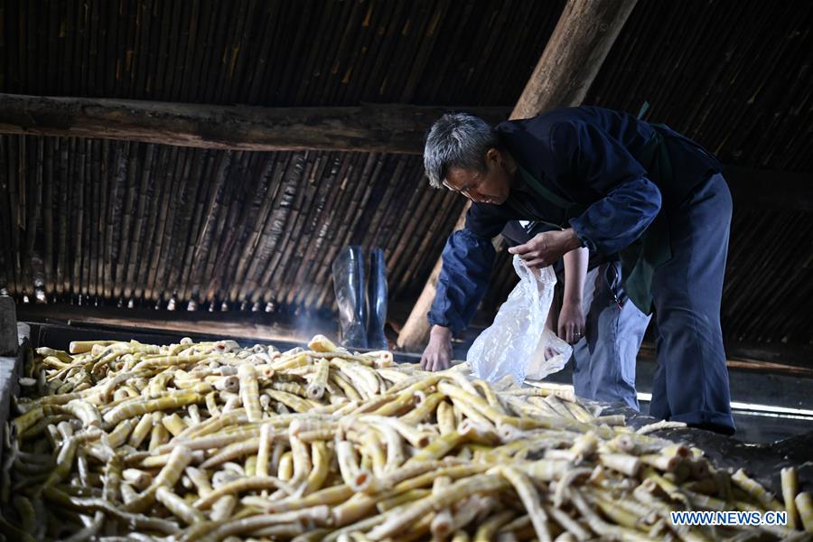 CHINA-CHONGQING-NANCHUAN-BAMBOO SHOOTS-COLLECTOR (CN)