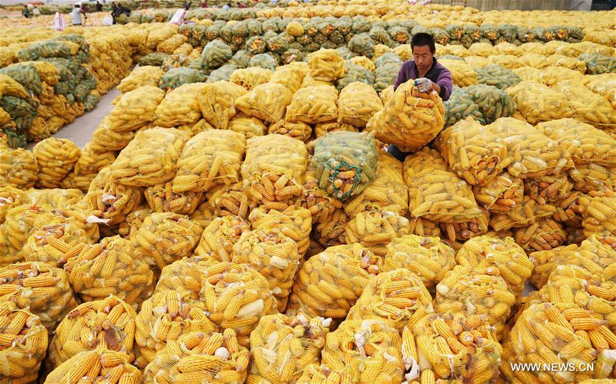 CHINA-HEBEI-XINGTAI-CORN-HARVEST (CN)