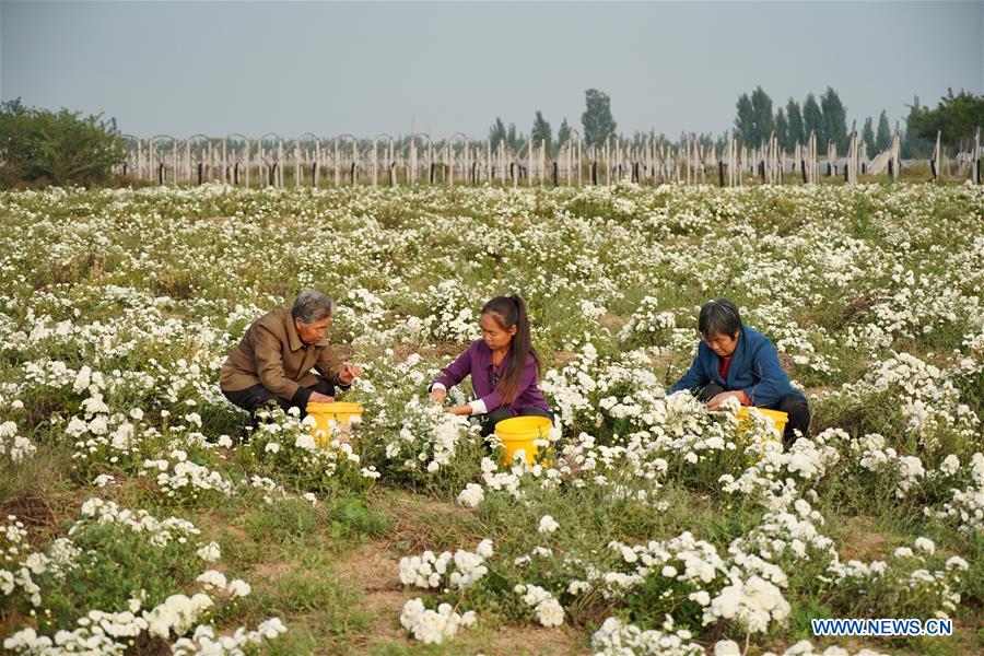 CHINA-HEBEI-CHRYSANTHEMUM PLANTING (CN)