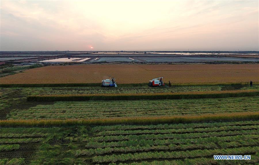 CHINA-HEBEI-TANGSHAN-RICE-HARVEST (CN)