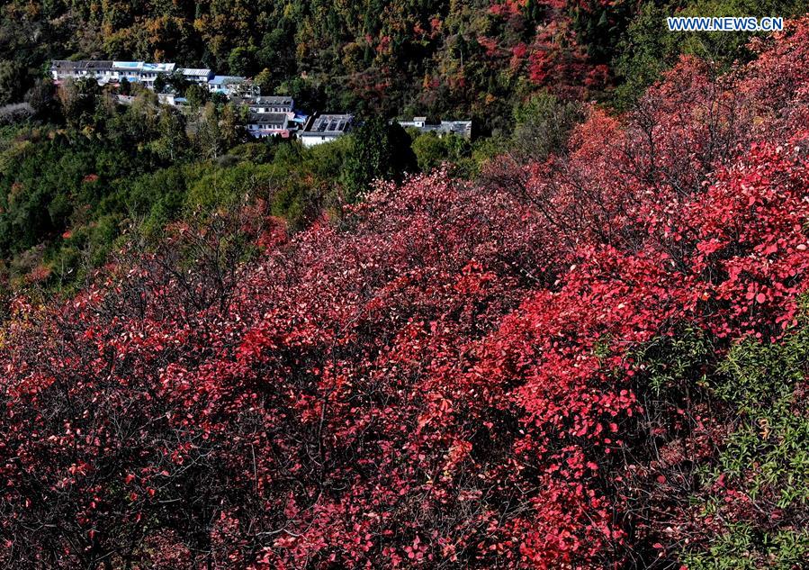 CHINA-HENAN-AUTUMN SCENERY (CN)