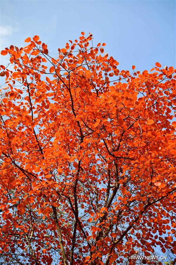 CHINA-HENAN-GONGYI-MAPLE-SCENERY (CN)