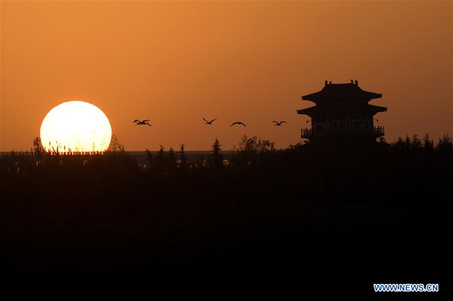 CHINA-HENAN-SANMENXIA-WHITE SWANS (CN)