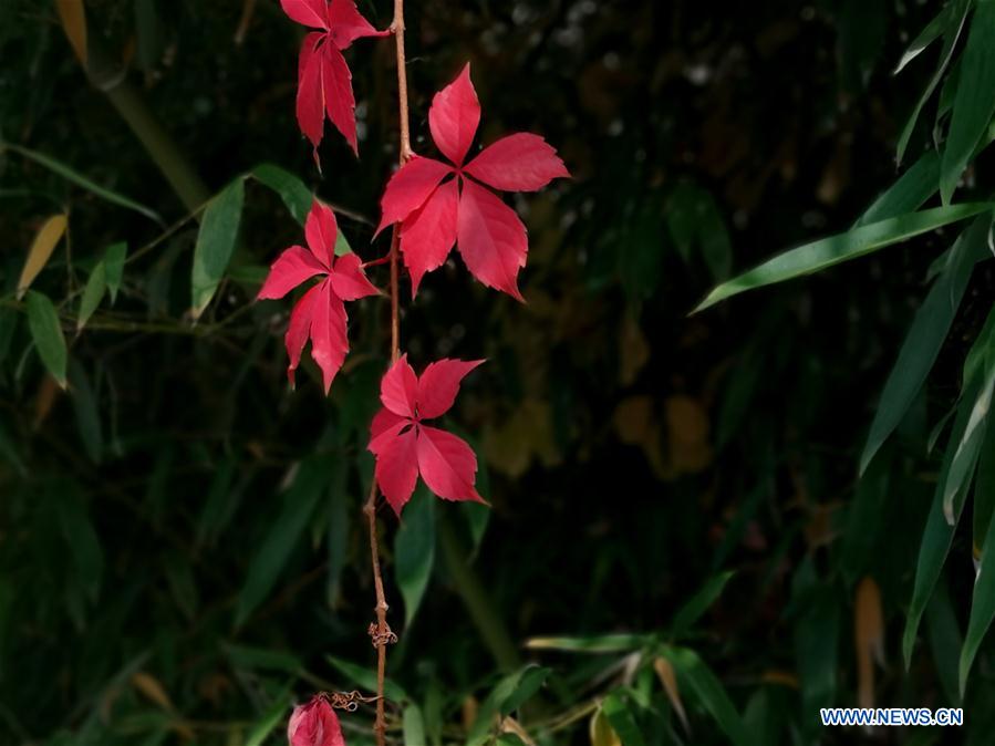 (BeijingCandid)CHINA-BEIJING-AUTUMN (CN)