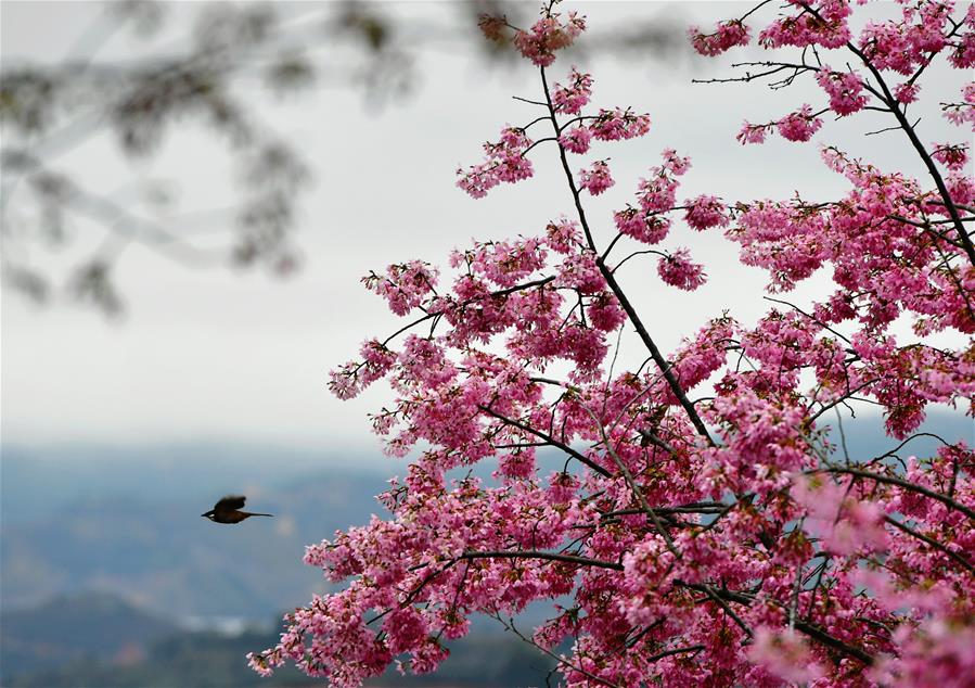 CHINA-FUJIAN-ZHANGPING-CHERRY BLOSSOMS (CN)