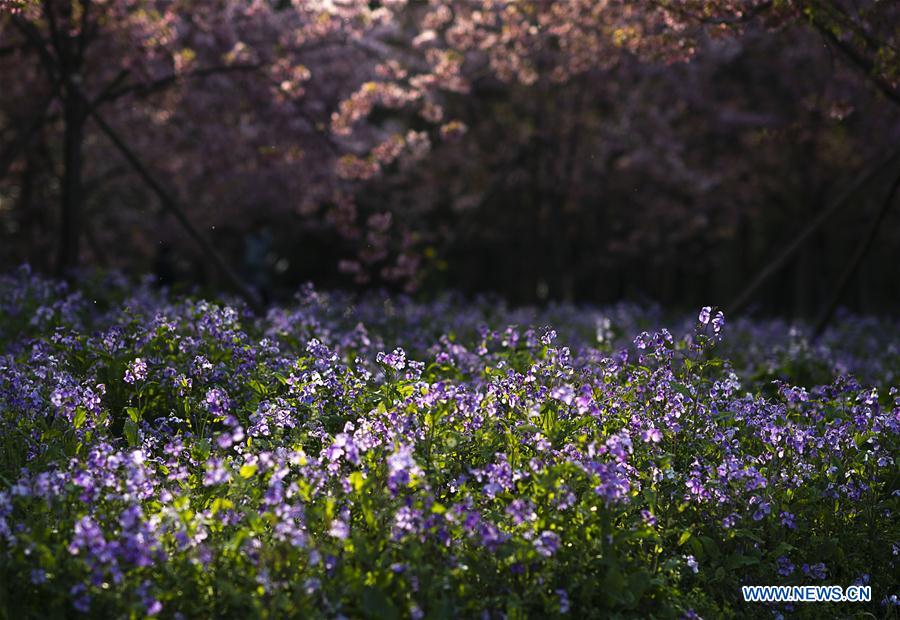 CHINA-HUBEI-WUHAN-SPRING SCENERY (CN)