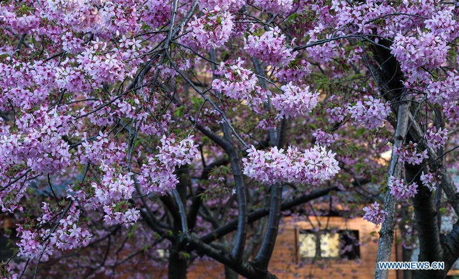 CHINA-HUBEI-WUHAN-SPRING SCENERY (CN)