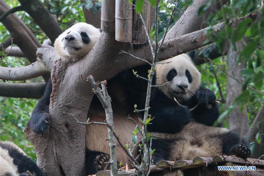 CHINA-SICHUAN-CHENGDU-PANDA DAY (CN)