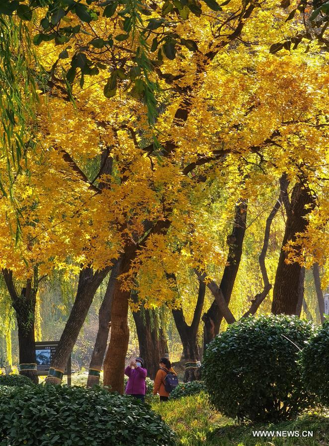 CHINA-BEIJING-YUANMINGYUAN-AUTUMN SCENERY (CN)