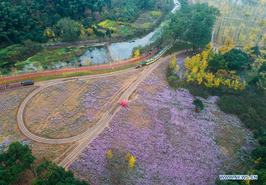 CHINA-ZHEJIANG-CHANGXING-GINKGO-SCENERY (CN) 