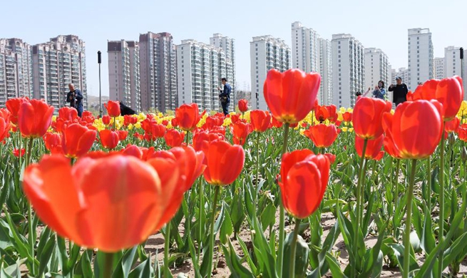 People enjoy blooming flowers across China