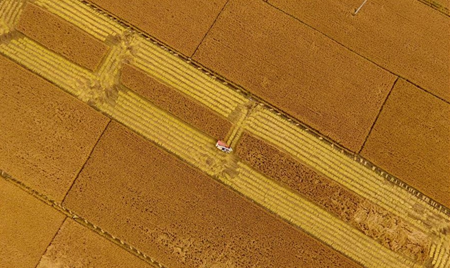 Paddy rice harvested in north China's Hebei