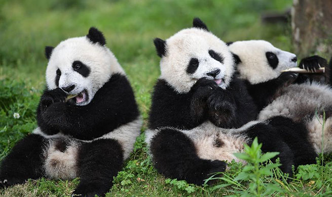 In pics: "Giant Panda Kindergarten" in Wolong, SW China