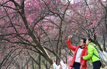 In pics: cherry flowers in Nanning, S China's Guangxi