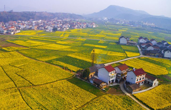 In pics: cole flowers in field on foot of Dingjun Mountain, NW China