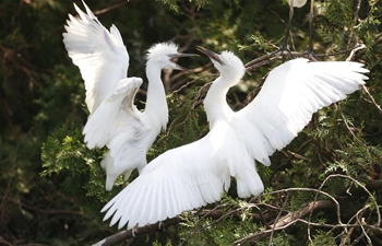 In pics: egrets at Hongze Lake wetland in E China's Jiangsu