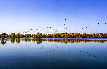 Desert poplar forest becomes tourist attraction in China's Xinjiang