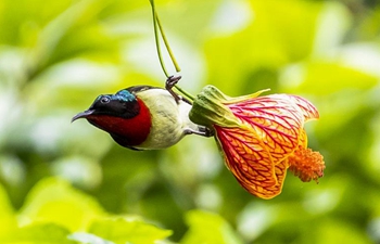 Fork-tailed sunbird flies among flowers in Chongqing