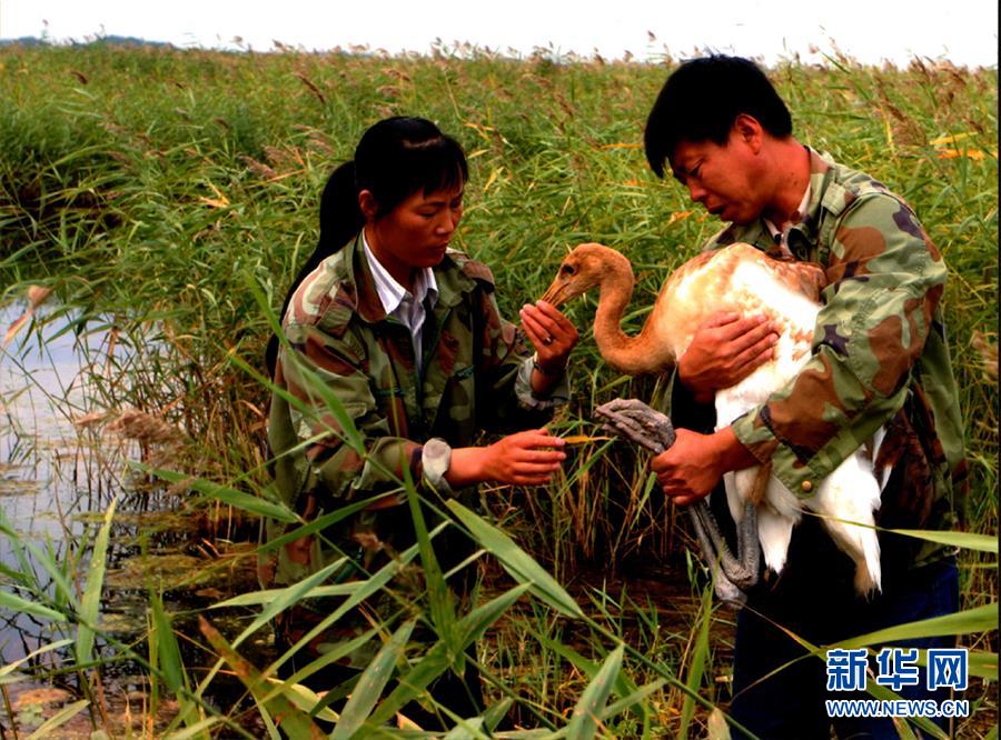 （图文互动·新华全媒头条）（5）一家人与一群鹤的生死相守