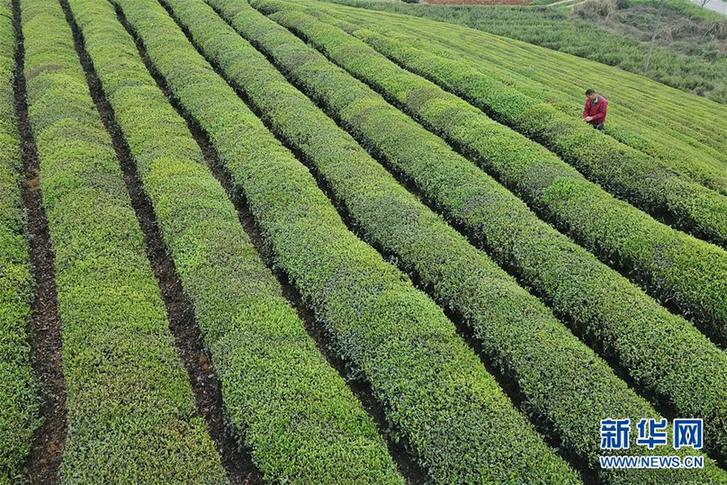 （百城百县百企调研行·图文互动）（4）贵州湄潭：绿浪淘心 茶富万民